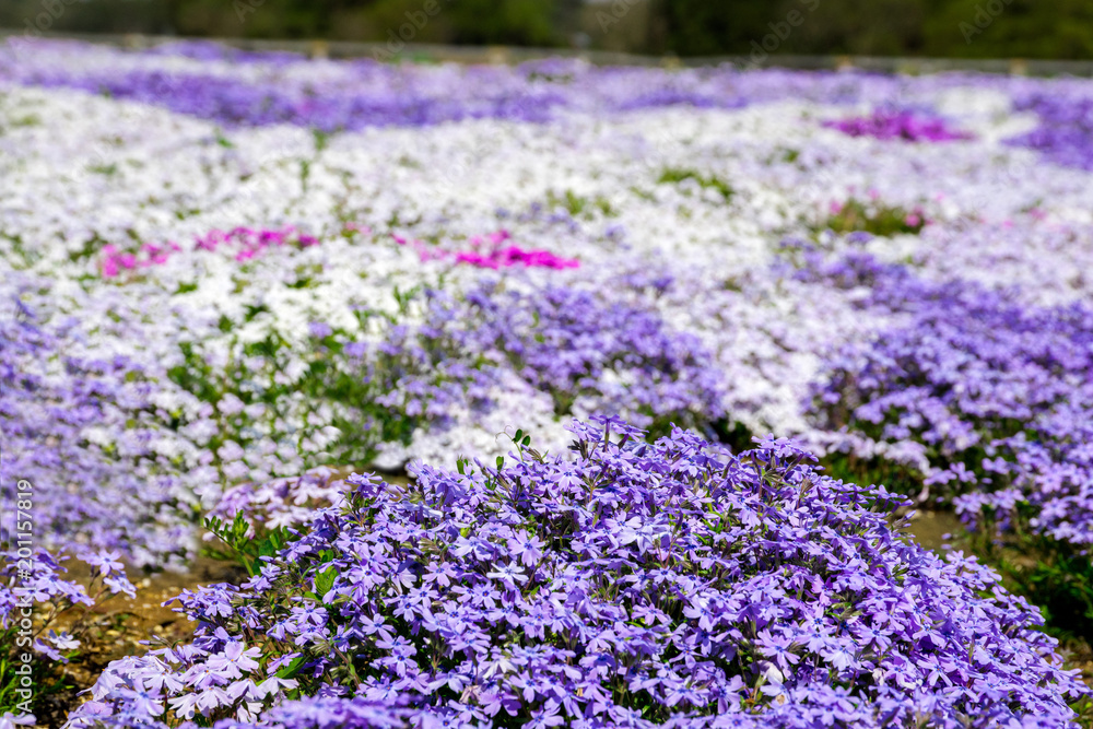 芝桜 芝桜