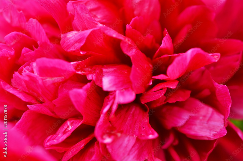 Beautiful red peony flower macro, close up.