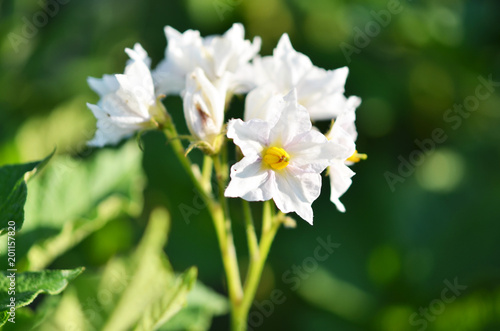 Fototapeta Naklejka Na Ścianę i Meble -  Potato flowers in the garden