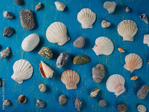 Seashells on a blue wooden background