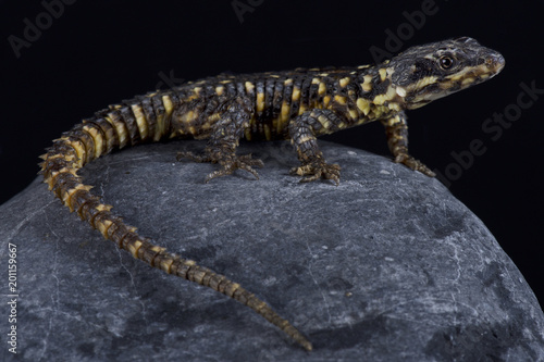 Barberton dragon lizard  Smaug warreni barbertonensis 