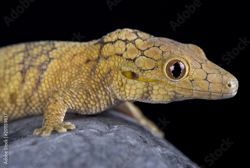 Large-scaled chameleon gecko (Eurydactylodes symmetricus)