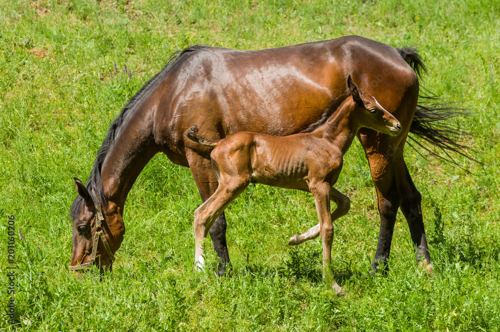 Fototapeta premium Chestnut mare with young foal grazing on a spring pasture