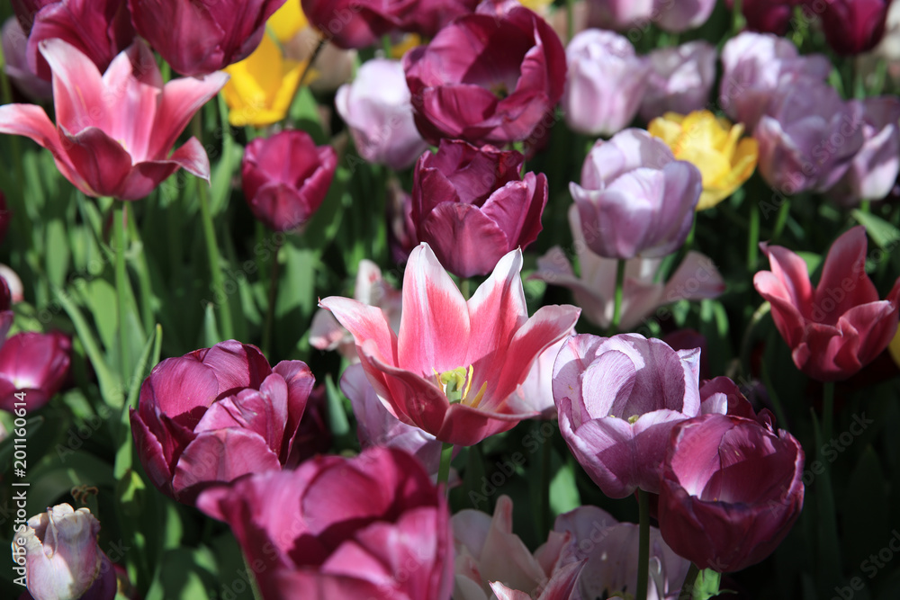 Obraz premium Flowerbed of wonderful different Spring Tulips