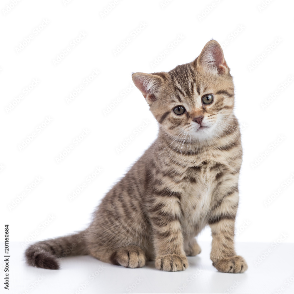 Scottish cat kitten looking at camera. isolated on white background
