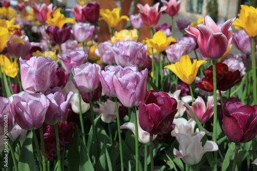 Fototapeta Naklejka Na Ścianę i Meble -  Flowerbed of wonderful different Spring Tulips