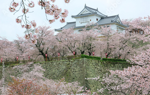 Fototapeta Naklejka Na Ścianę i Meble -  A majestic Japanese castle surrounded by romantic sakura cherry blossoms in Tsuyama, Okayama, Japan ~ Beautiful spring scenery