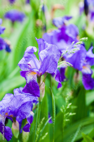 Fototapeta Naklejka Na Ścianę i Meble -  Iris flower in garden