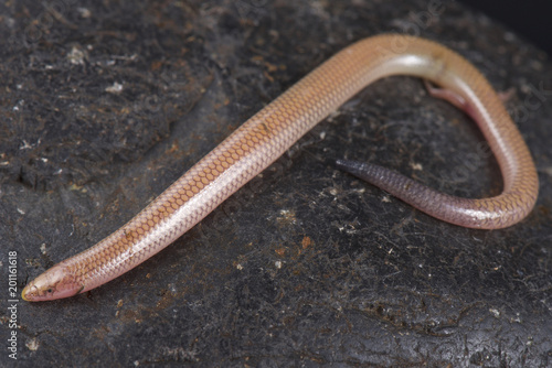 Malagasy sand swimming skink (Voeltzkowia fierinensis)