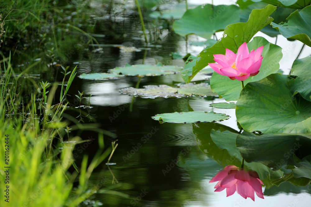 A pink lotus flower blooming among lush leaves in a pond with reflections  on the smooth