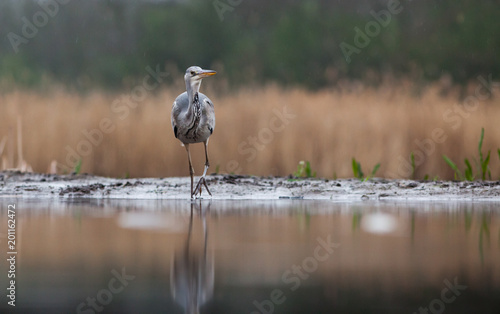 beautiful grey heron fishing on a lake in the early morning