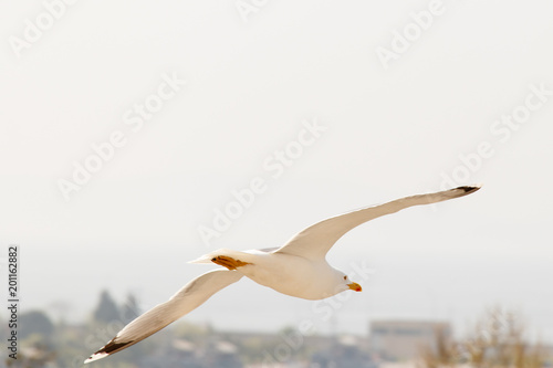 Flying sea gull isolated on the white background up to buildings