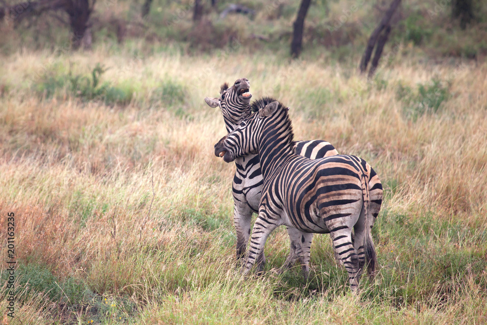 Naklejka premium zebras fighting