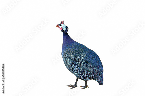 Guinea fowl (Numida meleagris) isolated on white background