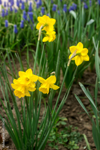 Bright flowering daffodils and a border of muscari in a flower garden.