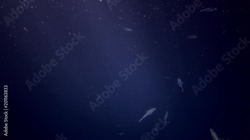 school of Yellowstripe Scads - Selaroides leptolepis feeding plankton at night 
 photo