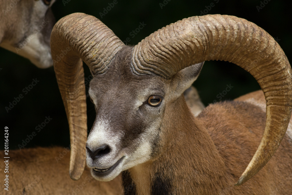 Big Horn Sheep Head Close Up