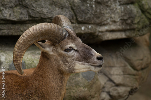 Big Horn Sheep © YuriFineart