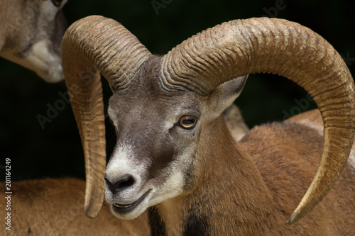 Big Horn Sheep Head Close Up