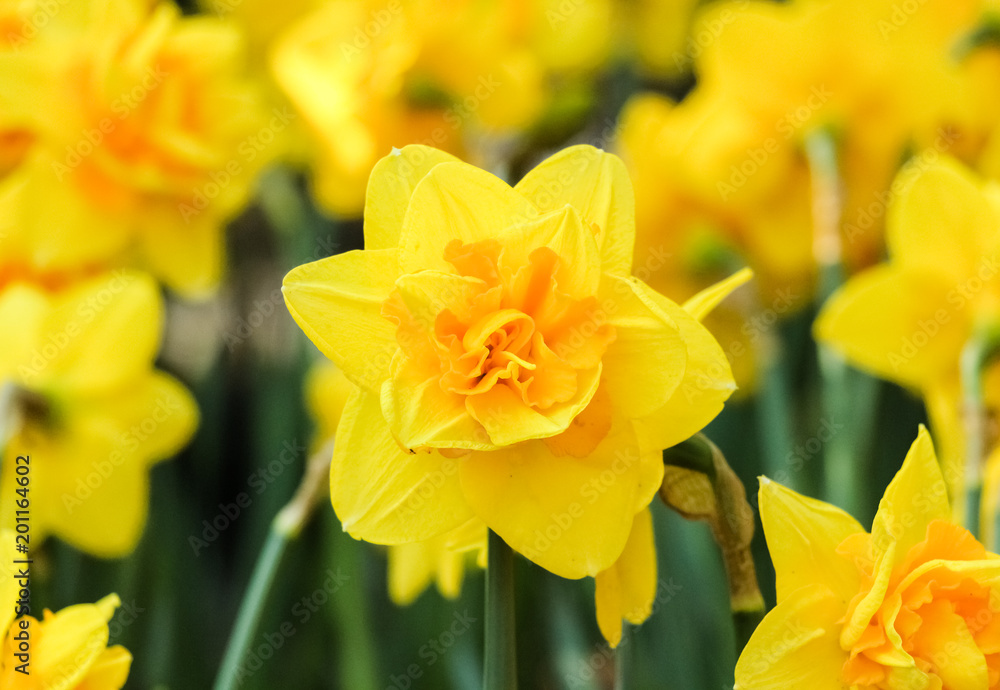 Narcissus flowers