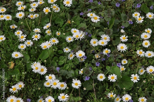 nice daisies on meadow