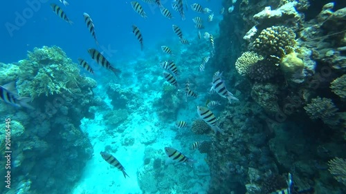 Wallpaper Mural school of Indo-Pacific sergeant swims over coral reef, Red sea, Egypt Torontodigital.ca