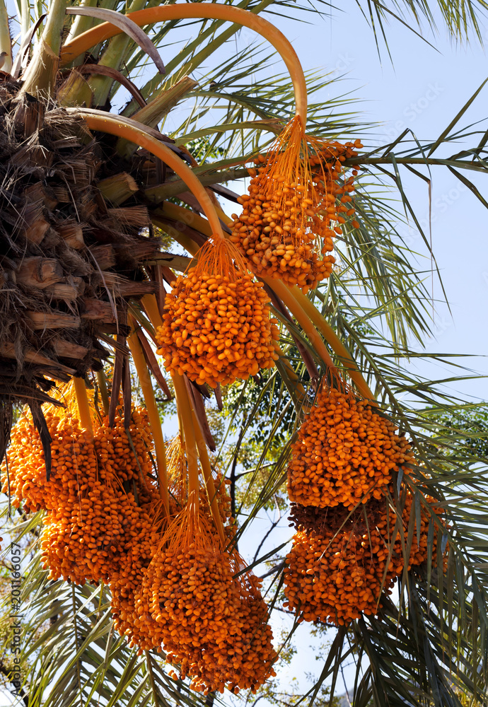 Obraz premium Date palm with bunches of ripening fruit