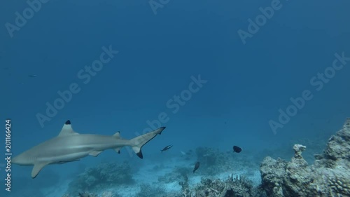 Blacktip Reefshark - Carcharhinus melanopterus swim in blue water 
 photo