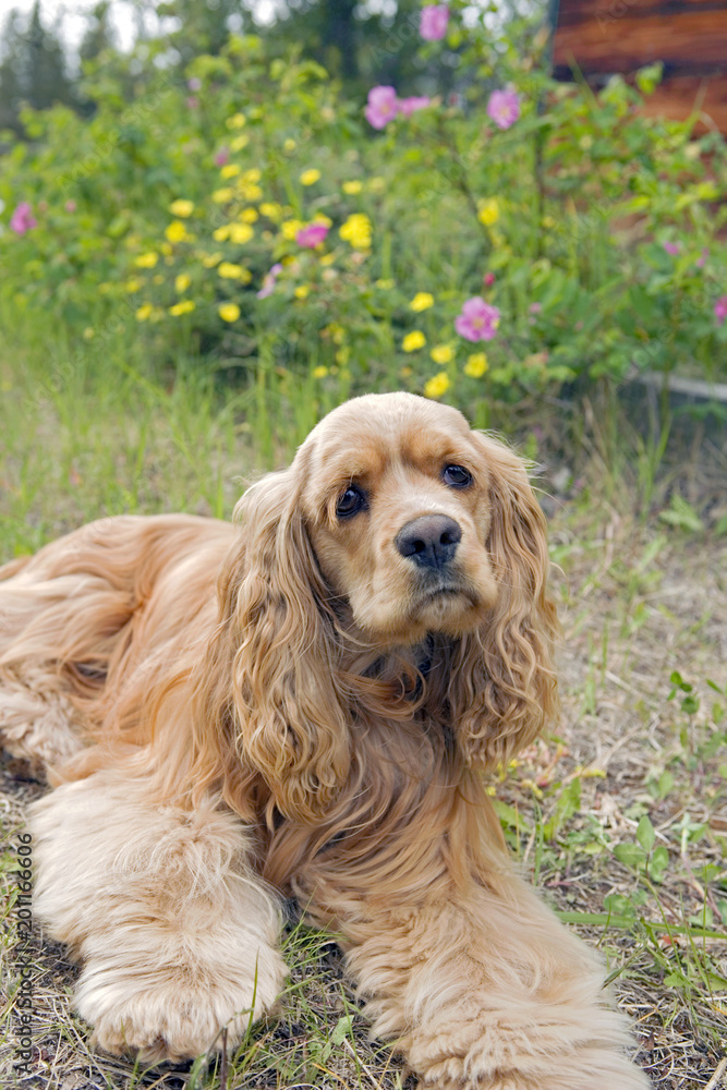 American Cocker Spaniel laying in grass by bushes with yellow and pink flowers, looking up.