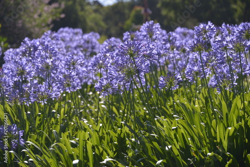 Adelaide Botanic Gardens