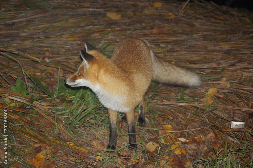 Wild Fox in the grass Wild Fox in the grass