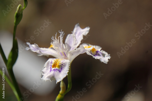 beauty flower