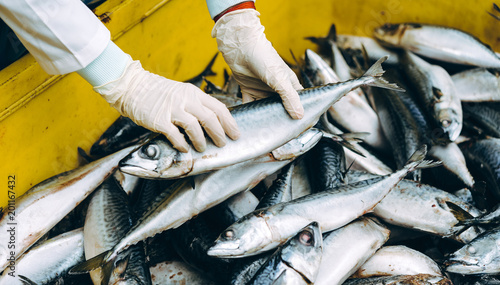 fish seafood factory photo