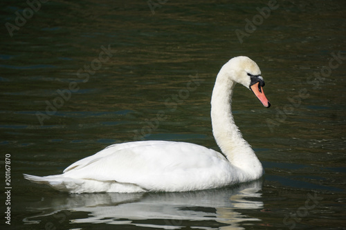 bird lake swan