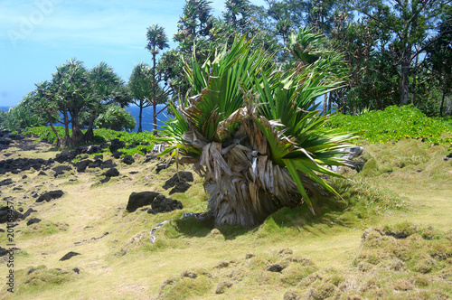 La Réunion - Littoral au Cap Méchant photo