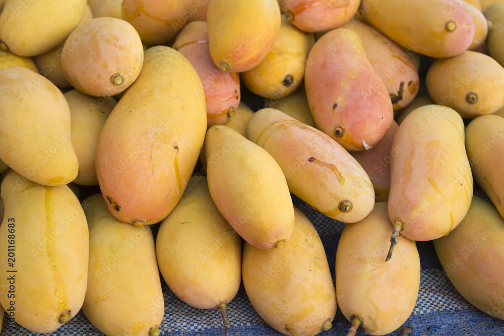 Golden mango pile for sale./Yellow ripe mango is placed on the pile. Common market in Thailand. Golden mango pile for sale./Yellow ripe mango is placed on the pile. Common market in Thailand.