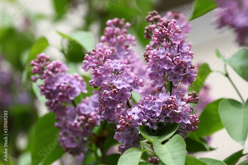 Lilac. Lilacs  syringa or syringe. Colorful purple lilacs blossoms with green leaves. Floral pattern. Lilac background texture. Lilac wallpaper. No sharpen.