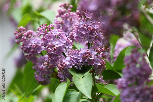 Lilac. Lilacs  syringa or syringe. Colorful purple lilacs blossoms with green leaves. Floral pattern. Lilac background texture. Lilac wallpaper. No sharpen.