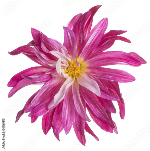 Fototapeta Naklejka Na Ścianę i Meble -  dahlia flower isolated