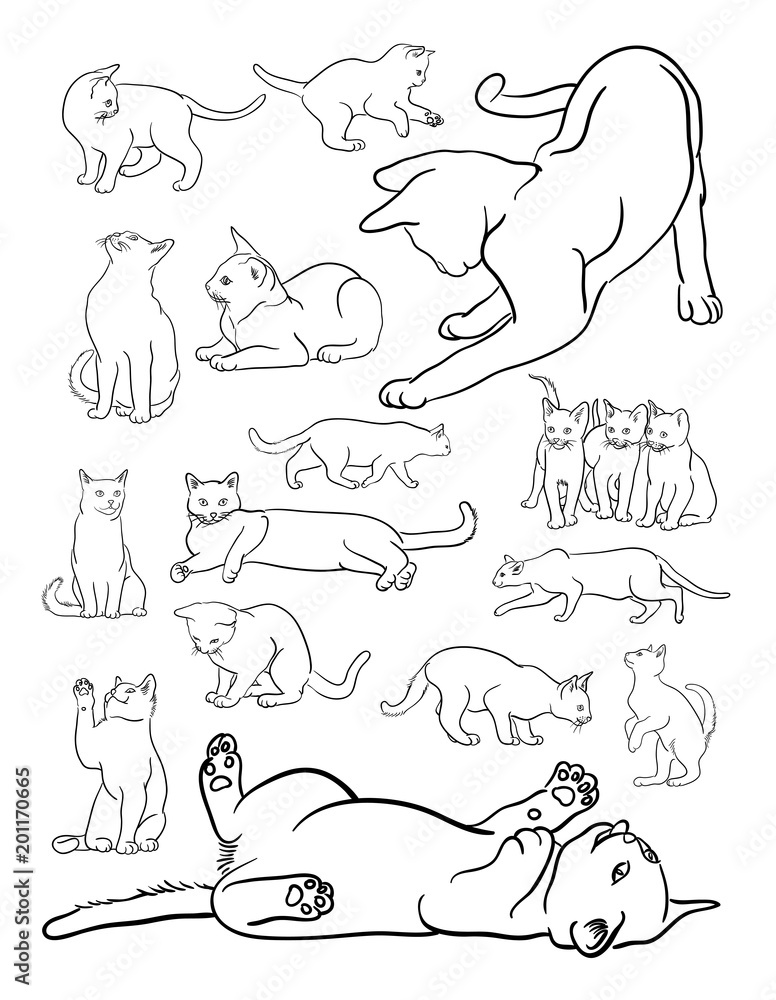 Fototapeta Grafika liniowa dla zwierząt kotów. Wektor, ilustracja. Dobre wykorzystanie symbolu, logo, ikony internetowej, kolorystyki, maskotki, znaku lub dowolnego projektu.