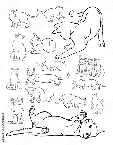 Fototapeta Grafika liniowa dla zwierząt kotów. Wektor, ilustracja. Dobre wykorzystanie symbolu, logo, ikony internetowej, kolorystyki, maskotki, znaku lub dowolnego projektu.