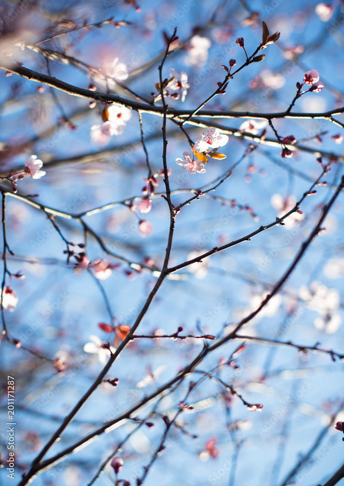 Branches with soft blooming flowers Branches with soft blooming flowers