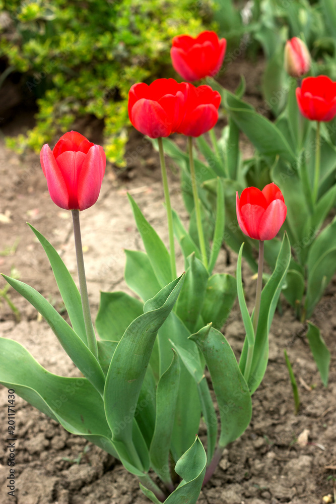 Beautiful blossoming red tulips of unusual shape.