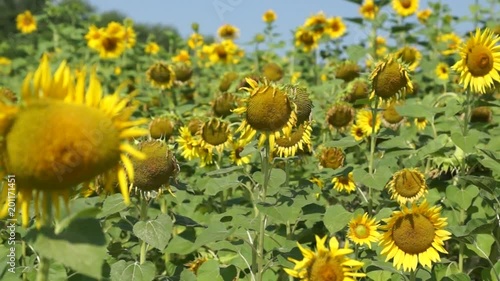 Autumn sunflowers under the rays of the sun photo