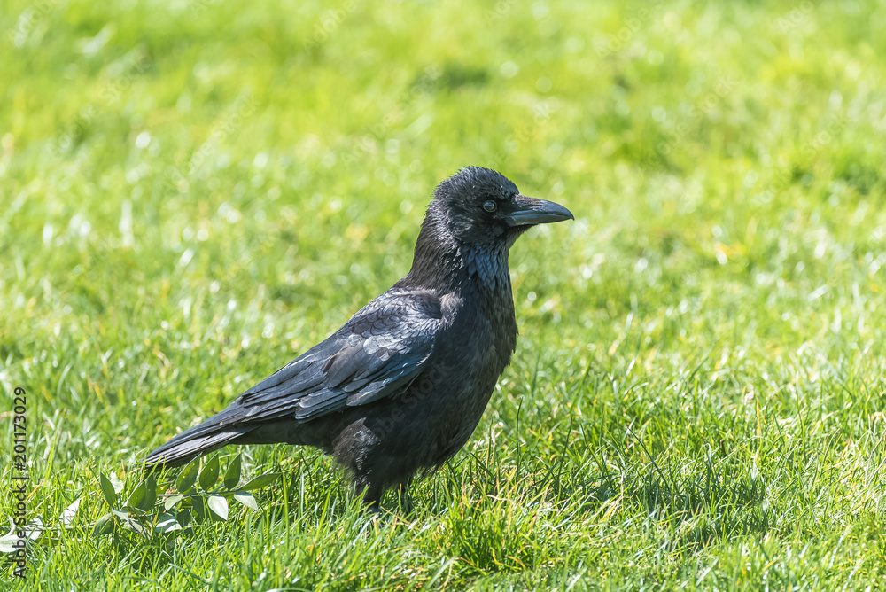 Black crow standing on the grass in spring
Black crow standing on the grass in spring