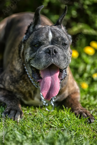 German boxer with cropped ears photo