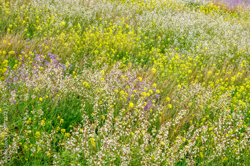 Assorted wild flowers of different colors on a hillside in Coslada on a spring afternoon. photo