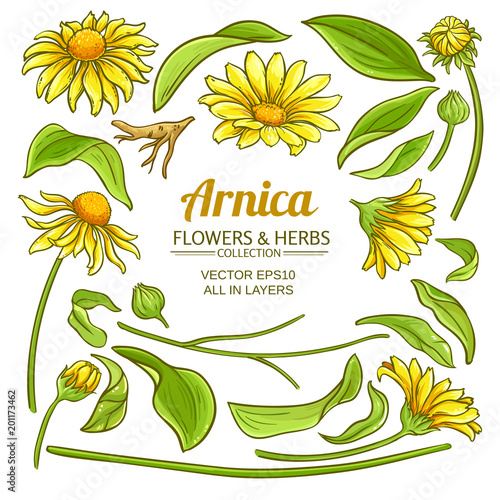 arnica elements vector set