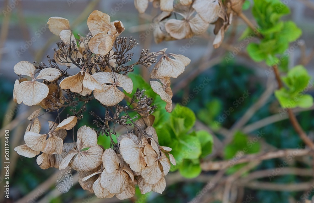 Naklejka premium hortensja wczesną wiosną 