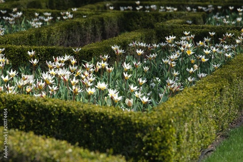 labirynt z żywopłotu z tulipanami